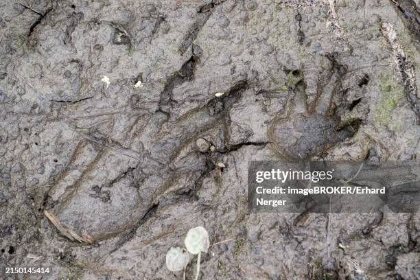 footprint, track of beaver (castor fibre), emsland, lower saxony, germany, europe - biber stock-fotos und bilder