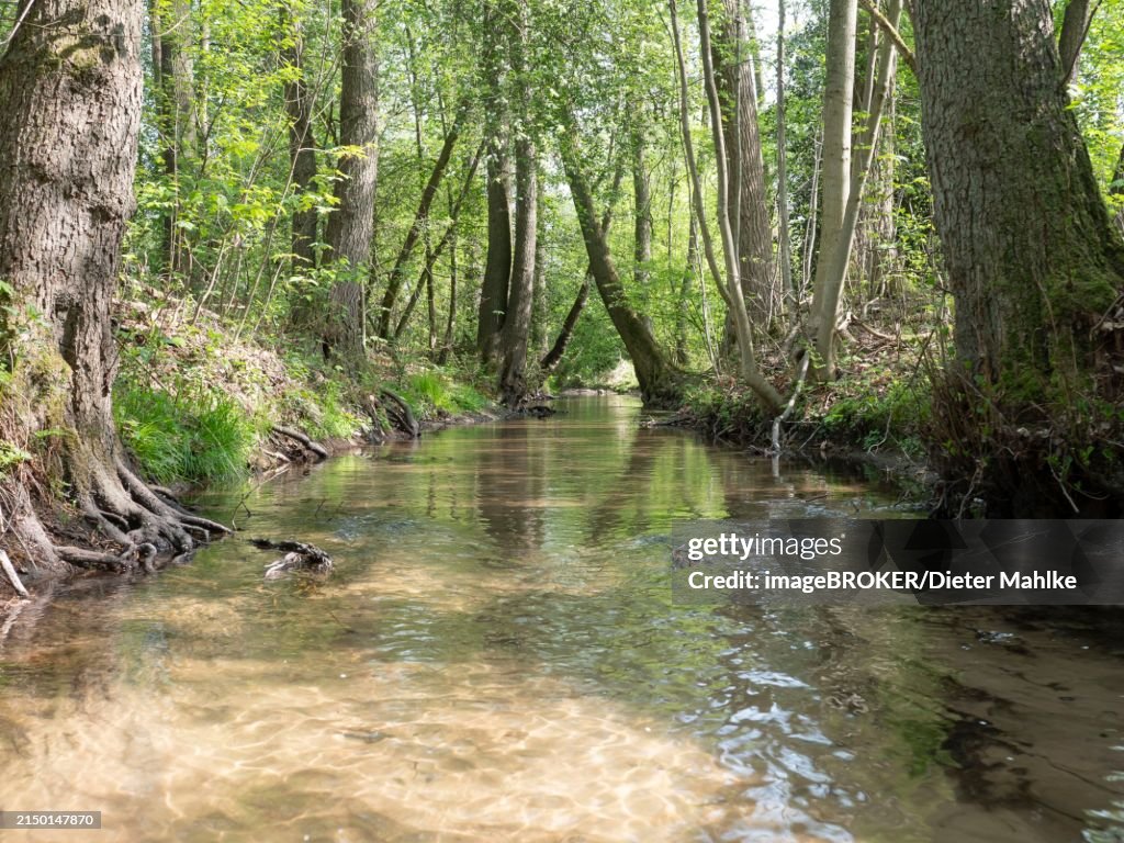 Stream and floodplain of the Oelbach with alder quarry forest in spring, Schloss Holte, North Rhine-Westphalia, Germany, Europe