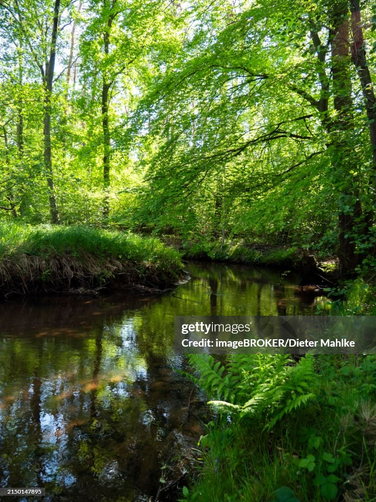 Stream and floodplain of the Dalke with alder forest in spring, Guetersloh, North Rhine-Westphalia, Germany, Europe