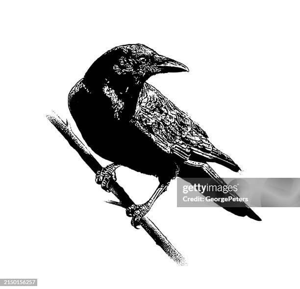 ilustrações de stock, clip art, desenhos animados e ícones de crow perching on branch - ornitólogo