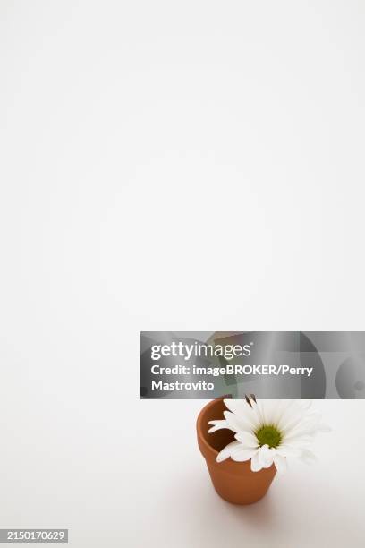 close-up of cut white leucanthemum vulgare, oxeye daisy flower in small terracotta flower pot on white background, studio composition, quebec, canada, north america - buphthalmum salicifolium stock pictures, royalty-free photos & images