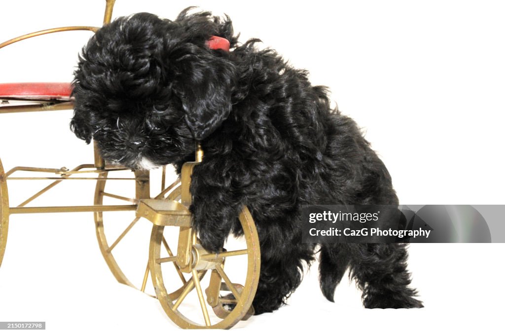 Family black puppies in studio