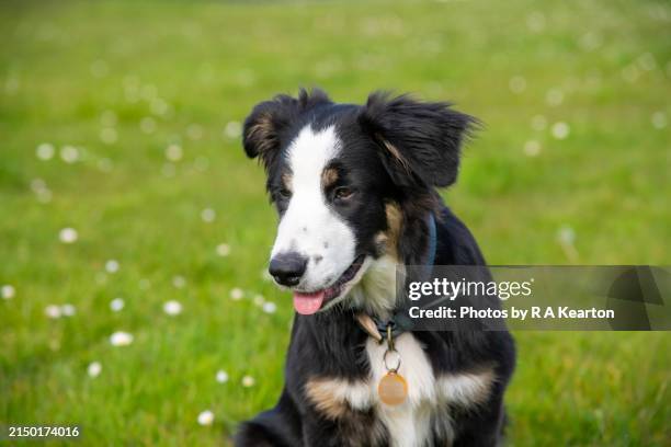 tricolour border collie puppy outdoors - border collie stock-fotos und bilder