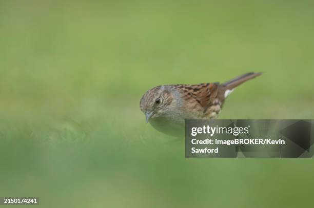 dunnock or hedge sparrow (prunella modularis) adult bird on garden lawn, england, united kingdom, europe - prunellidae stock pictures, royalty-free photos & images
