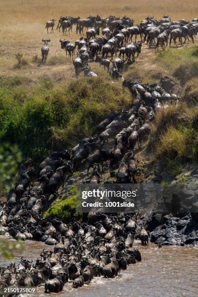 wildebeest great migration - dierlijke migratie stockfoto's en -beelden