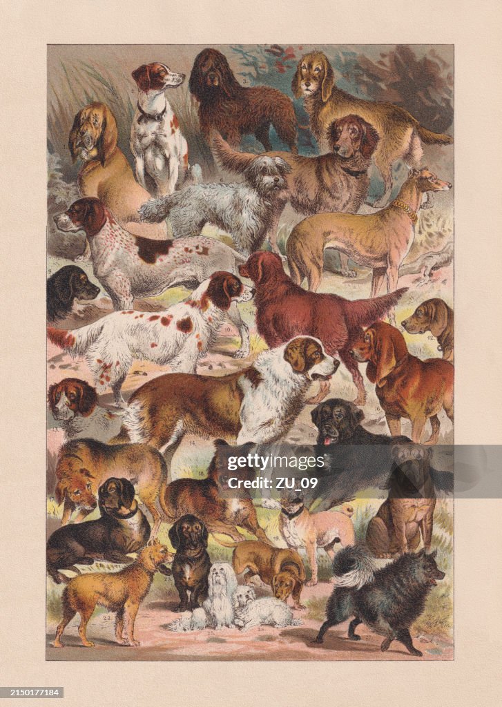 Dog breeds, chromolithograph, published in 1894