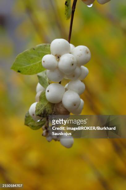 common snowberry (symphoricarpos albus) branch with some white fruits in autumn, wilnsdorf, north rhine-westphalia, germany, europe - symphoricarpos stock pictures, royalty-free photos & images