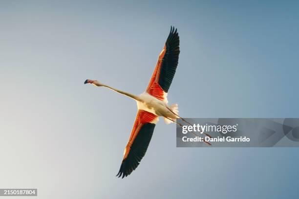flamingo in flight from below, flamingo soaring the sky. - telelens stockfoto's en -beelden