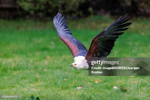 african fish eagle (haliaeetus vocifer), germany, europe - fish eagle stock pictures, royalty-free photos & images