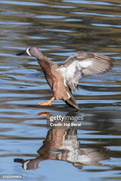 blue-winged teal duck male landing with reflection - teal anas discors birds stock pictures, royalty-free photos & images