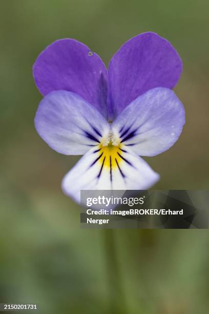 heartsease (viola tricolor), emsland, lower saxony, germany, europe - driekleurig viooltje stockfoto's en -beelden