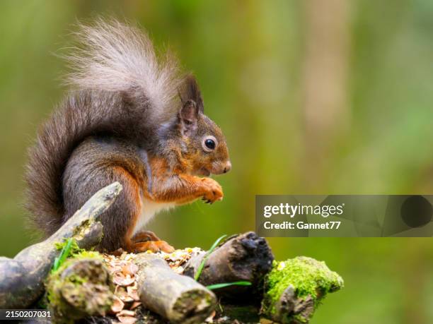 ardilla roja (sciurus vulgaris), escocia - ardilla fotografías e imágenes de stock