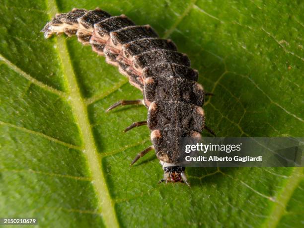 larva of lampyris noctiluca , firefly - lampyris noctiluca stock pictures, royalty-free photos & images