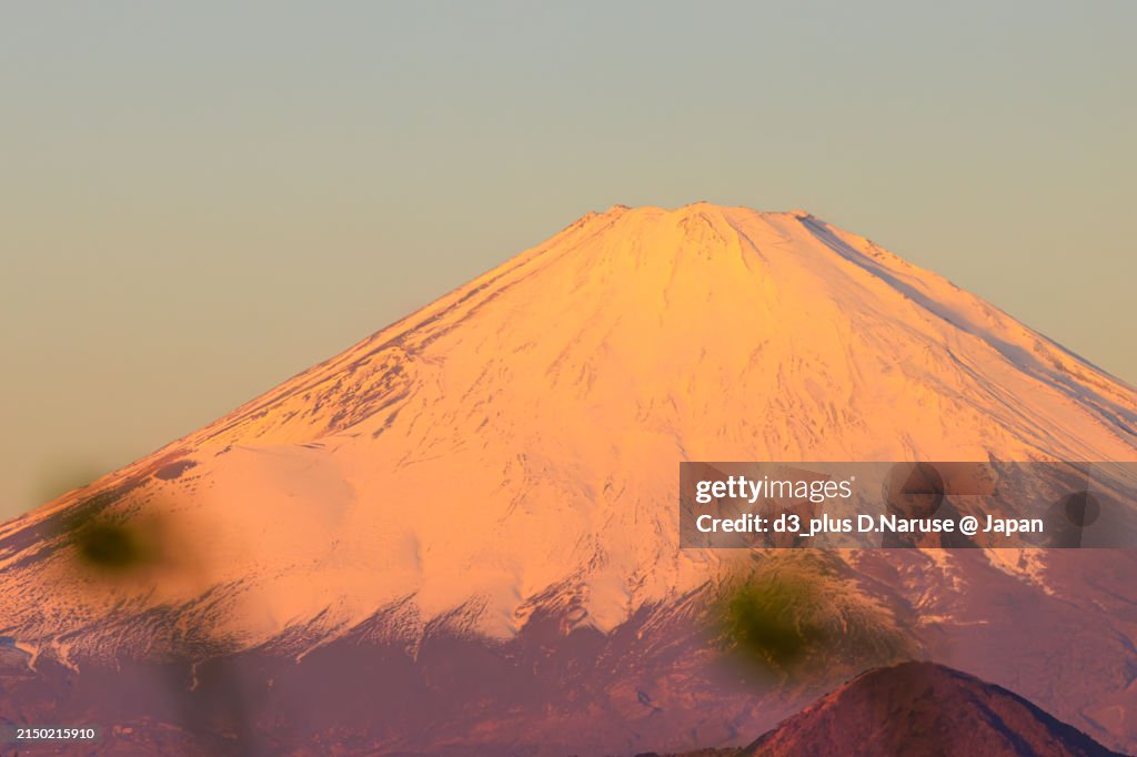 Beautiful Mt. Fuji that turns red in the morning glow of the new year's first sunrise (Akafuji) and fields of rape blossoms in full bloom.