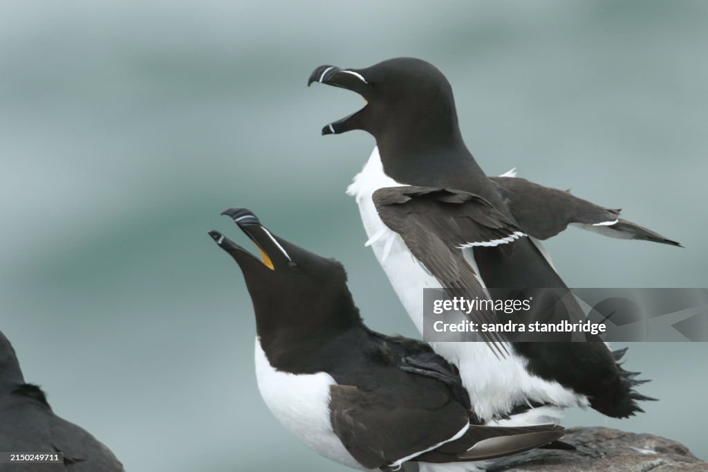 A mating pair of Razorbill, Alca torda, on the cliff face on an island in the sea during breeding season.