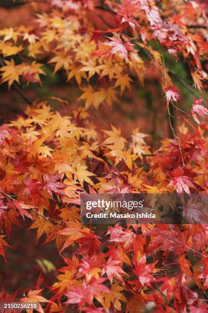 beautiful rain soaked autumn leaves in kyoto, japan - japanese maple leaves (momiji) after rain - momiji tree stock pictures, royalty-free photos & images