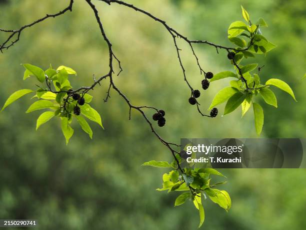 42 Japanese Alder Stock Photos, High-Res Pictures, and Images - Getty ...