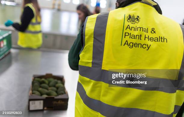 Animal & Plant Health Agency employees inspects avocados inside a border control post during a visit ahead of opening at London Gateway port in...