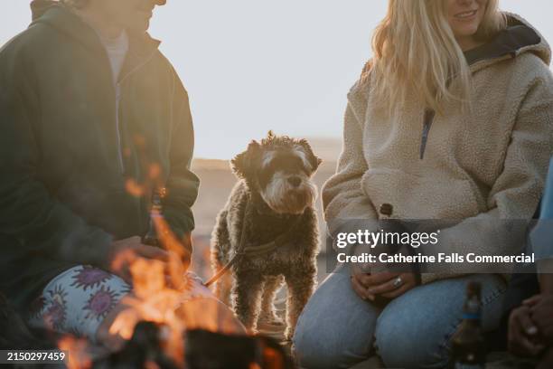 an old dog enjoys the heat from a campfire during his humans social gathering - bonfire stock pictures, royalty-free photos & images