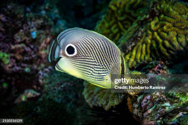 foureye butterflyfish. - dotted butterflyfish stock pictures, royalty-free photos & images