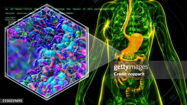 female anatomy with digestive system and bacteria. - shigella dysenteriae stock pictures, royalty-free photos & images