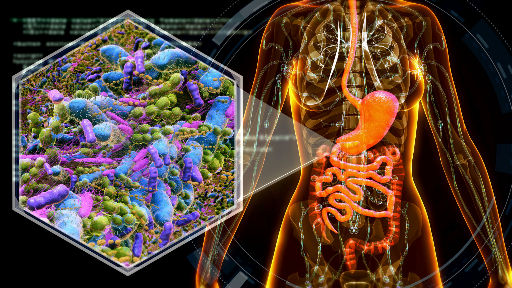 female anatomy with digestive system and bacteria. female anatomy with digestive system and bacteria.