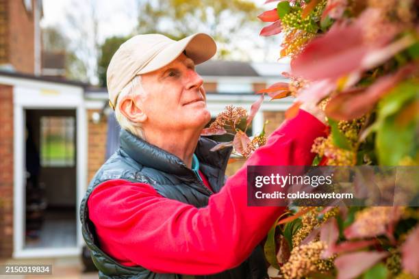 feliz contento hombre mayor comprobando flores de photinia - angiosperma fotografías e imágenes de stock