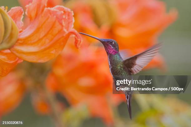 close-up of hummingbird pollinating on orange flower - tropenvogel stock-fotos und bilder