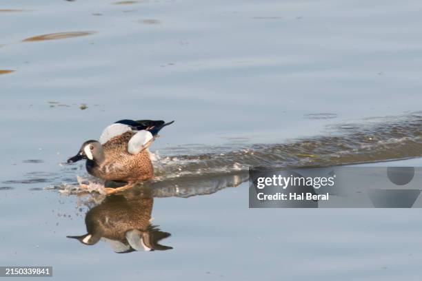 blue-winged teal duck male landing with reflection and skidding to a stop - teal anas discors birds stock pictures, royalty-free photos & images
