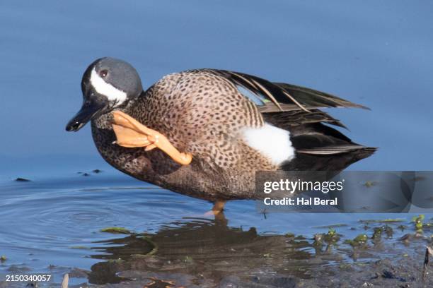 blue-winged teal duck male scratching with it's webbed foot - teal anas discors birds stock pictures, royalty-free photos & images