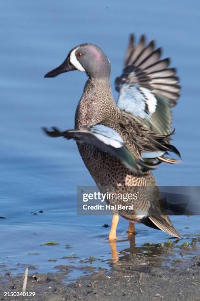 blue-winged teal duck male standing in the water flapping it's wings - teal anas discors birds stock pictures, royalty-free photos & images