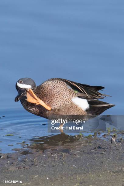 blue-winged teal duck male standing in the water scratching with it's webbed foot - teal anas discors birds stock pictures, royalty-free photos & images