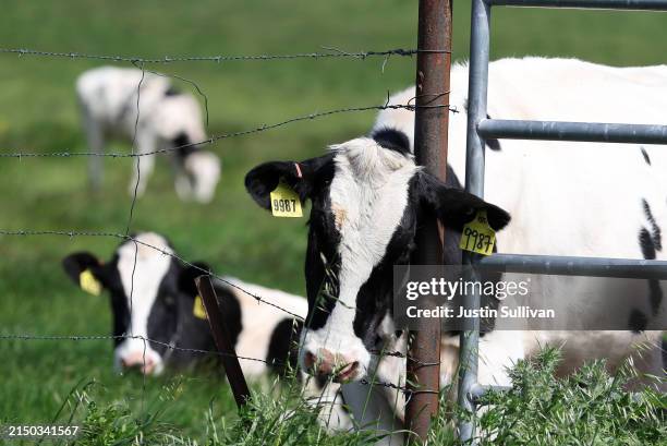 Cows graze in a field at a dairy farm on April 26, 2024 in Petaluma, California. The U.S. Department of Agriculture is ordering dairy producers to...