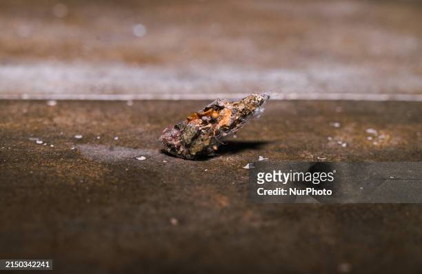 Bagworm Moth Larvae Are Caterpillars That Live In Protective Baglike Cases They Make Out Of Their Own Silk And Plant Materials. The Bags Range In...