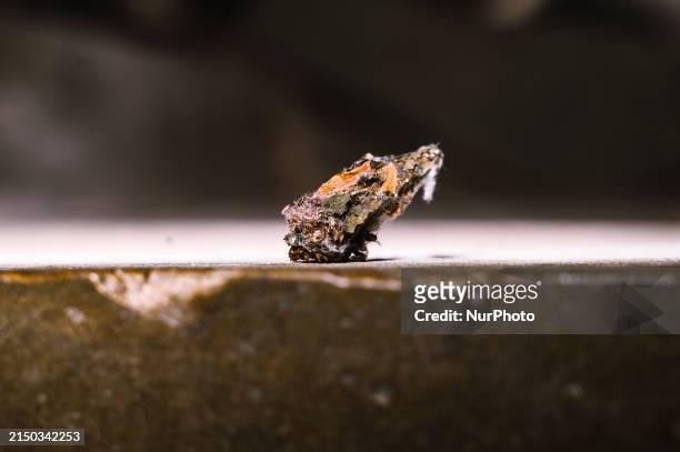 Bagworm moth larvae are currently living in protective baglike cases that they have made out of their own silk and plant materials. The bags, which...