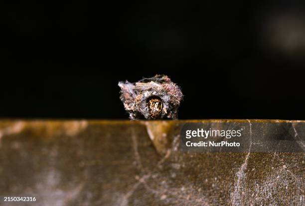 Bagworm Moth Larvae Are Caterpillars That Live In Protective Baglike Cases They Make Out Of Their Own Silk And Plant Materials. The Bags Range In...