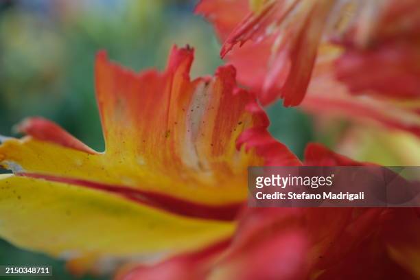 yellow and red fringed tulip - tulipa fringed beauty stock pictures, royalty-free photos & images