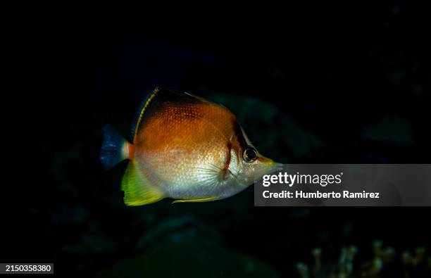 longsnout butterflyfish. - dotted butterflyfish stock pictures, royalty-free photos & images