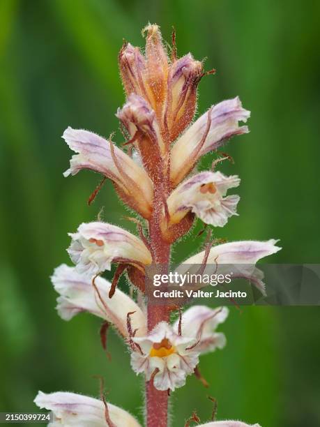 bean broomrape (orobanche crenata) - orobanche stock pictures, royalty-free photos & images