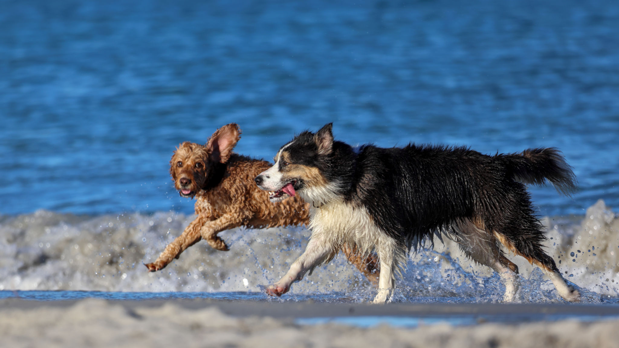 dog temperament