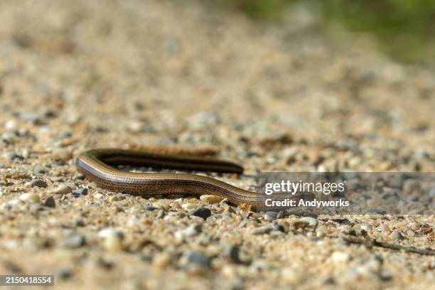 crawling slow worm (anguis fragilis) - worm stock pictures, royalty-free photos & images