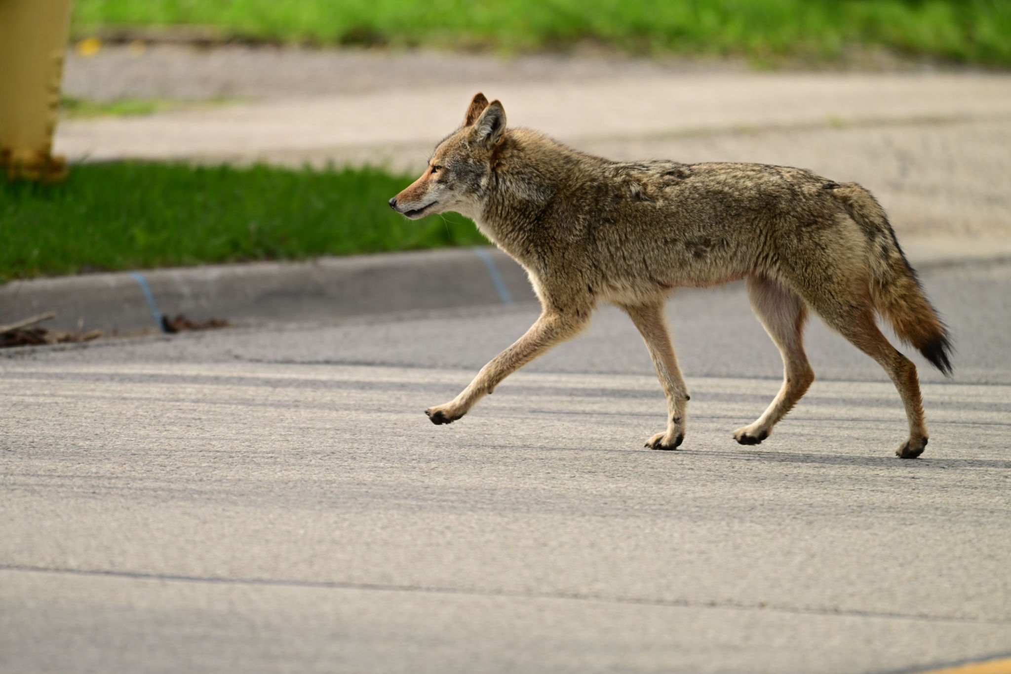 urban wildlife