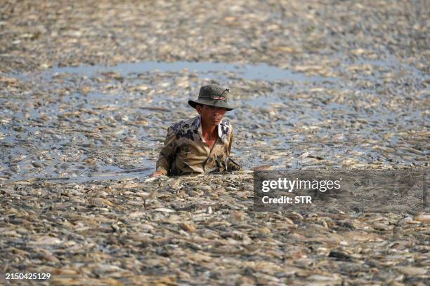 Fisherman collects dead fish caused by renovation works and the ongoing hot weather conditions from a reservoir in southern Vietnam's Dong Nai...