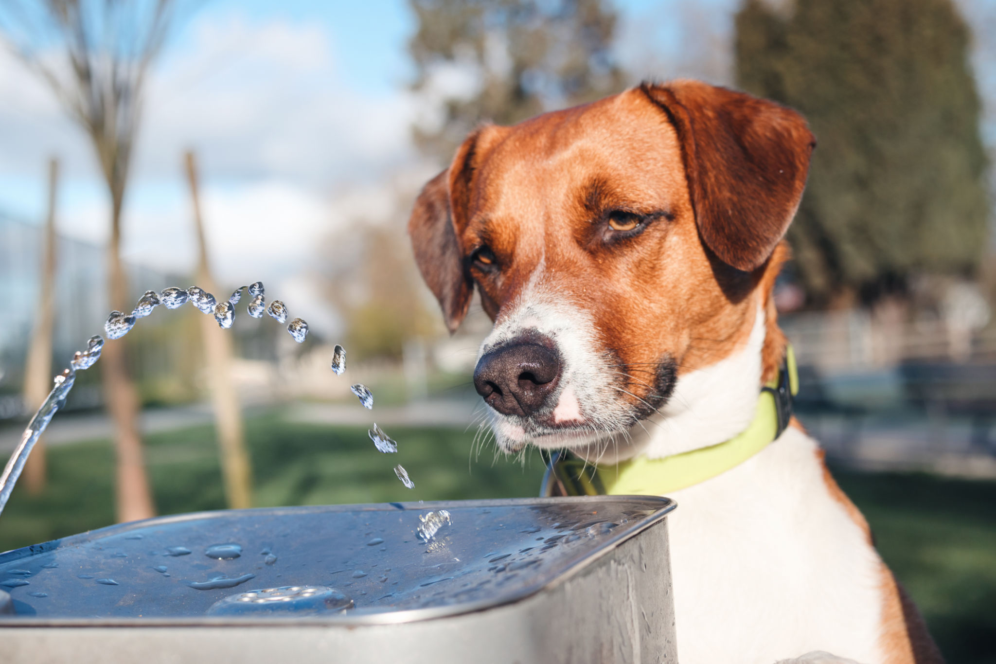 water fountain