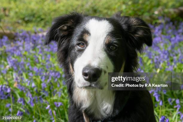 Spring Border Collies 1,675 Spring Flowers Border Stock Photos, High-Res Pictures, and Images ...