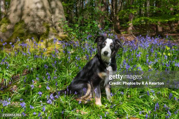 Spring Border Collies 1,675 Spring Flowers Border Stock Photos, High-Res Pictures, and Images ...