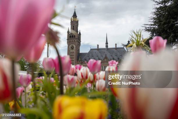 Tulips are blooming around the exterior of the Peace Palace, home of the International Court of Justice , in The Hague, Netherlands, on April 30,...