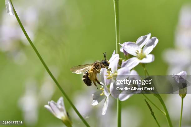 cardamine pratensis with a wild bee - meadowfoam flower stock pictures, royalty-free photos & images