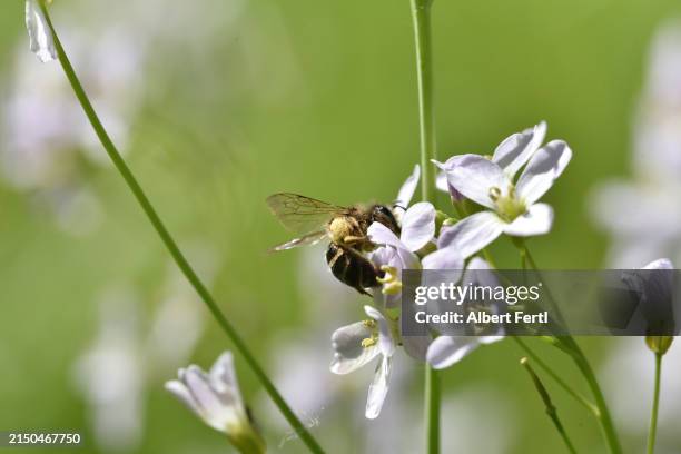 cardamine pratensis with a wild bee - meadowfoam flower stock pictures, royalty-free photos & images