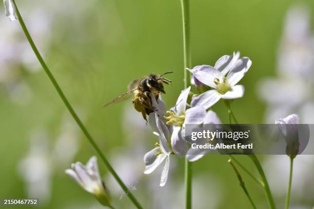 cardamine pratensis with a wild bee - meadowfoam flower stock pictures, royalty-free photos & images